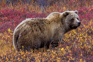Alaska reizen - Wild Alaska